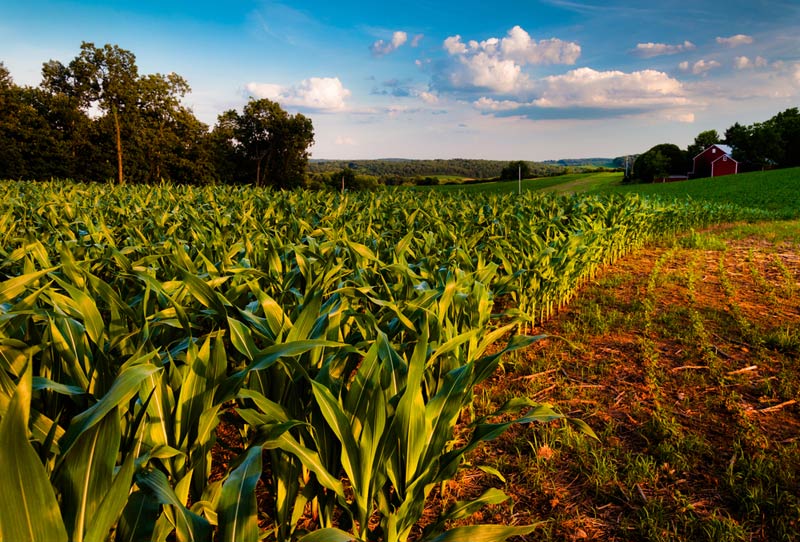 farmers cornfield soaking up the sun