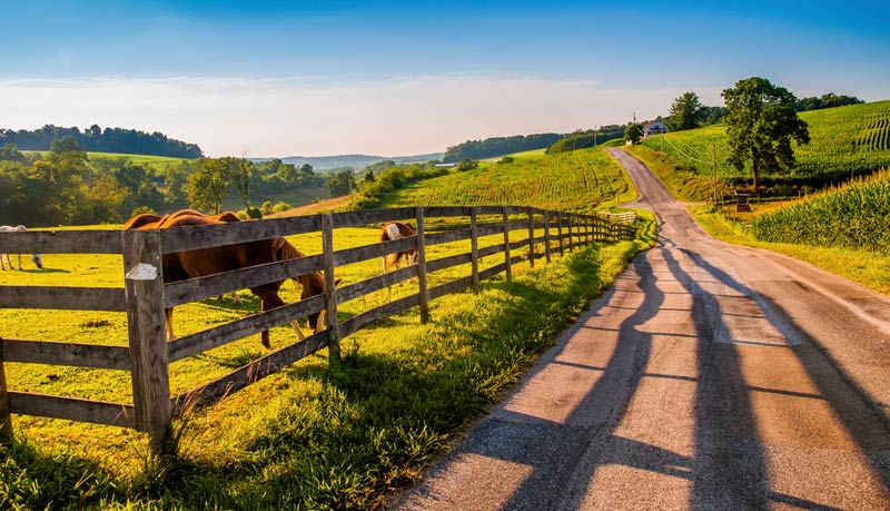 horses enjoying lush grass beside the dirt road